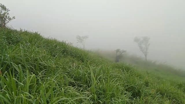 hmoob toj siab tshia2 kab mob kob lom nees 7 /4/2020 смотреть онлайн