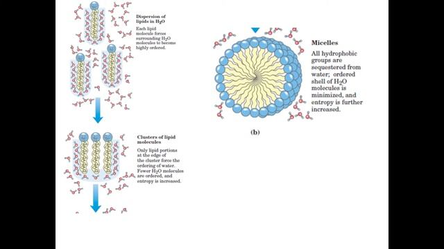 WATER IV: HYDROPHOBIC INTERACTION!!!! LEHNINGER смотреть онлайн