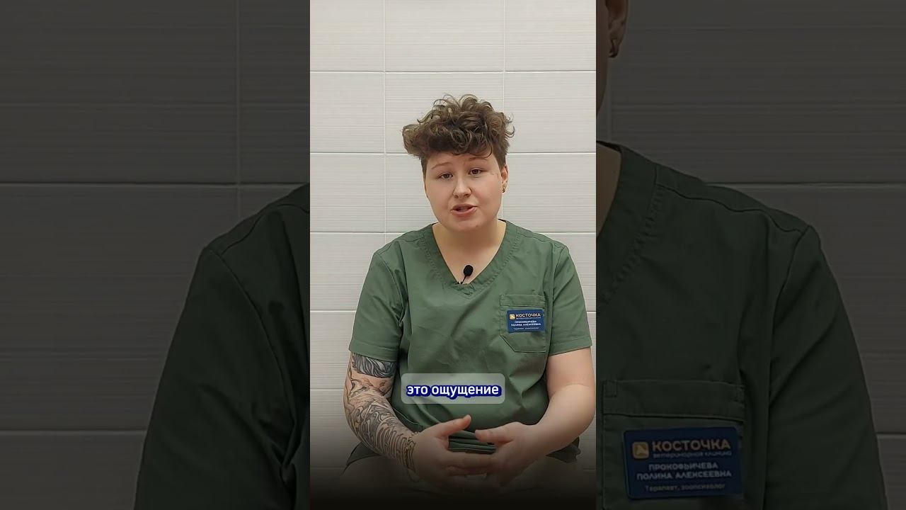 Как выбрать миску для кошки? смотреть онлайн