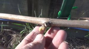 2 я серия. За счет чего  стартуют кусты винограда. Сортовые отличия. Когда проломка побегов.