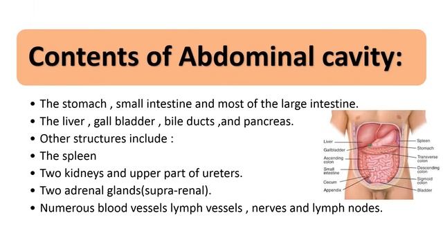 Human General Anatomy | Lecture in Urdu/Hindi | Intro of Body as a Whole | lect#01 p#2| BSN Lecture смотреть онлайн