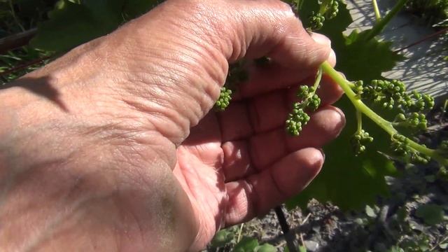 ИЮНЬ! Виноград ДО ЦВЕТЕНИЯ и ВО ВРЕМЯ ЦВЕТЕНИЯ. ЧТО надо СДЕЛАТЬ смотреть онлайн