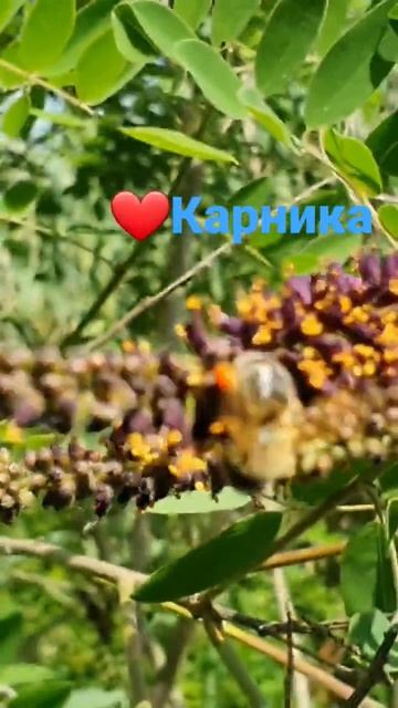 Карника на аморфе #пчеловодствоснуля #жизньвдеревне #пасекабасос #пчёлы #цветы #кустарник #пасека смотреть онлайн