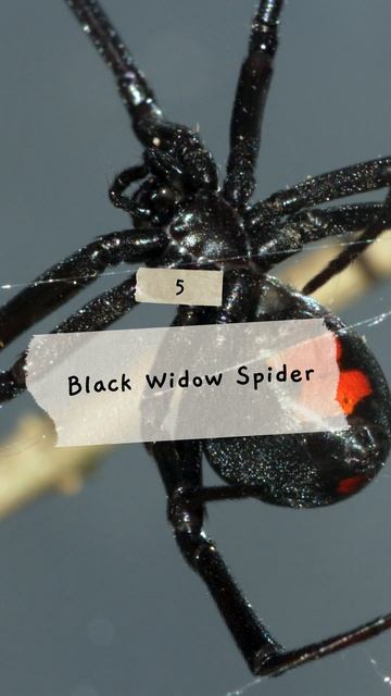 Top 10 Dangerous Animals in the United States #dangerousanimals смотреть онлайн