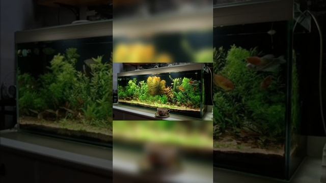 Аквариум смотреть онлайн