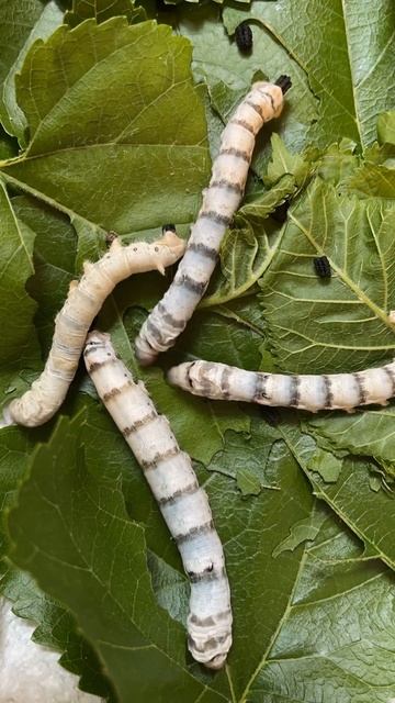 Silkworms #caterpillar смотреть онлайн