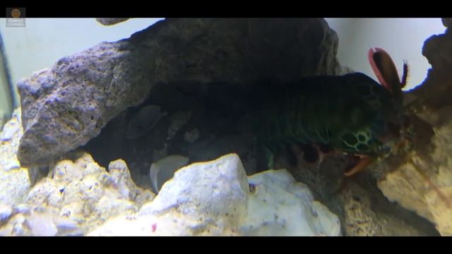กั้งตั๊กแตน 7 สี ( odontodactylus scyllarus ) | อ้อเหรอ Channel смотреть онлайн