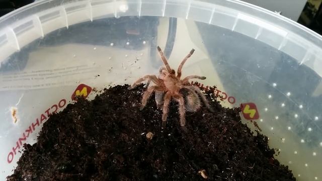 Grammostola rosea смотреть онлайн