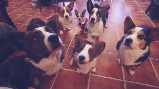 Первое свидание двух собак: Эйван и Ведьма знакомятся 💑🐕 смотреть онлайн