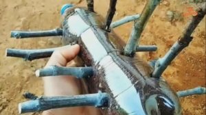 Как прорастить большое количества черенков в бутылке.