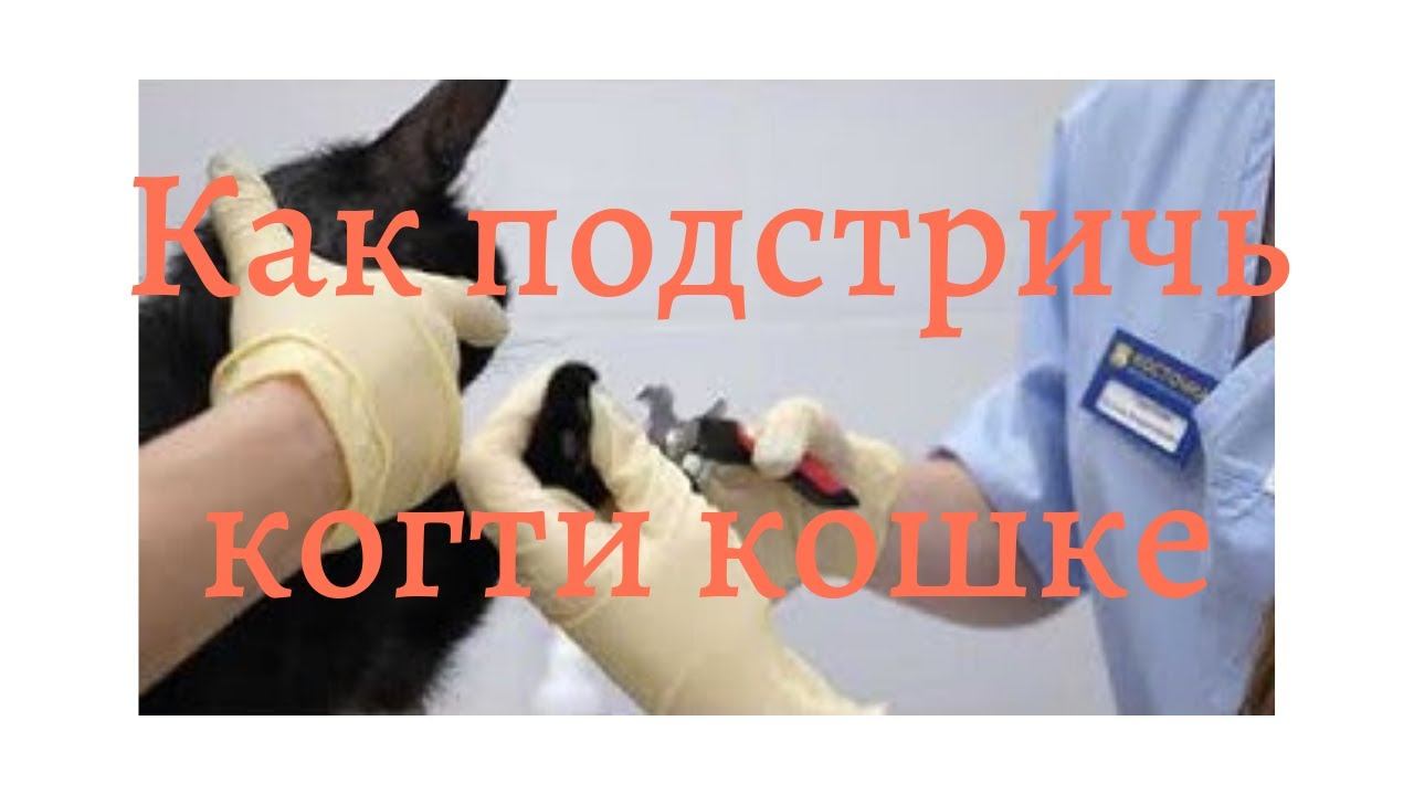 Как подстричь кошке когти смотреть онлайн