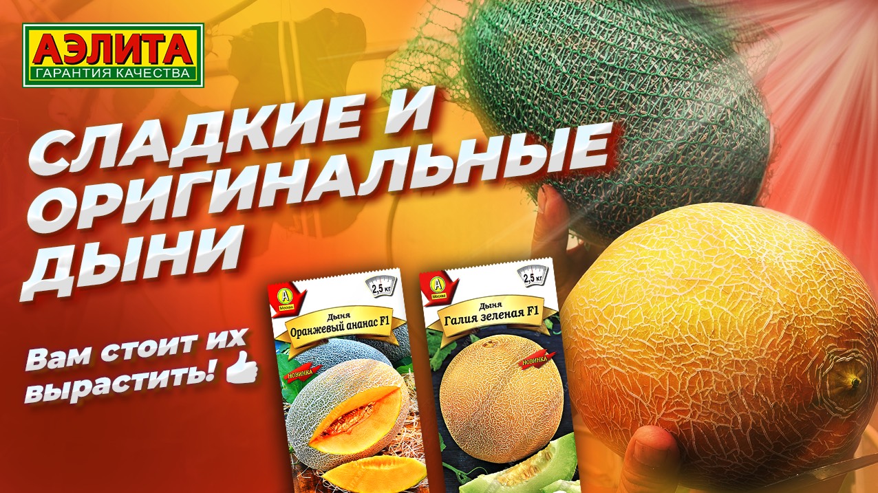 Сладкие и оригинальные ДЫНИ, которые мы рекомендуем к выращиванию! смотреть онлайн