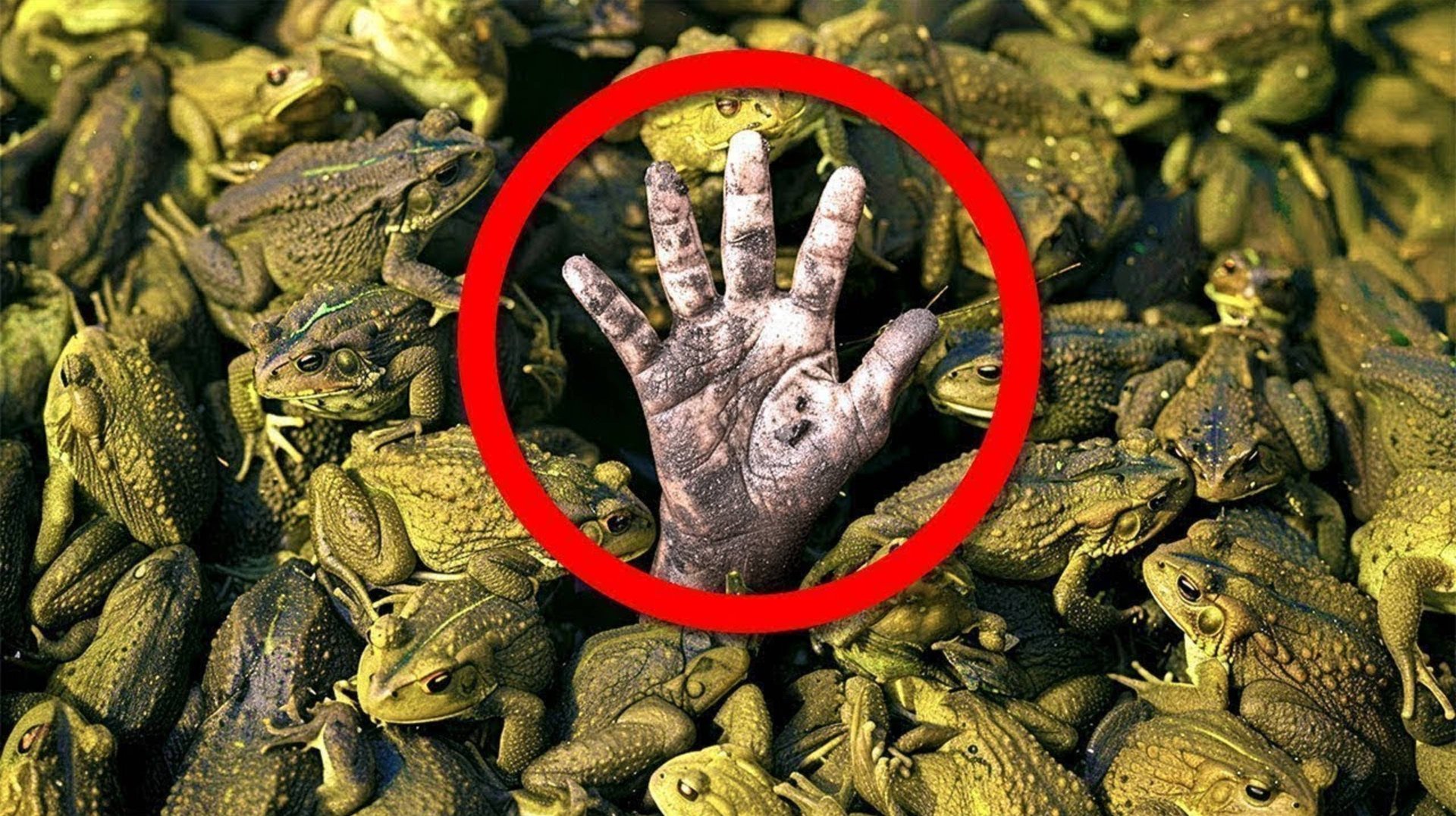 Выпустили 2 Тысячи Жаб_ А Стало 200 Миллионов(1080P_HD) смотреть онлайн