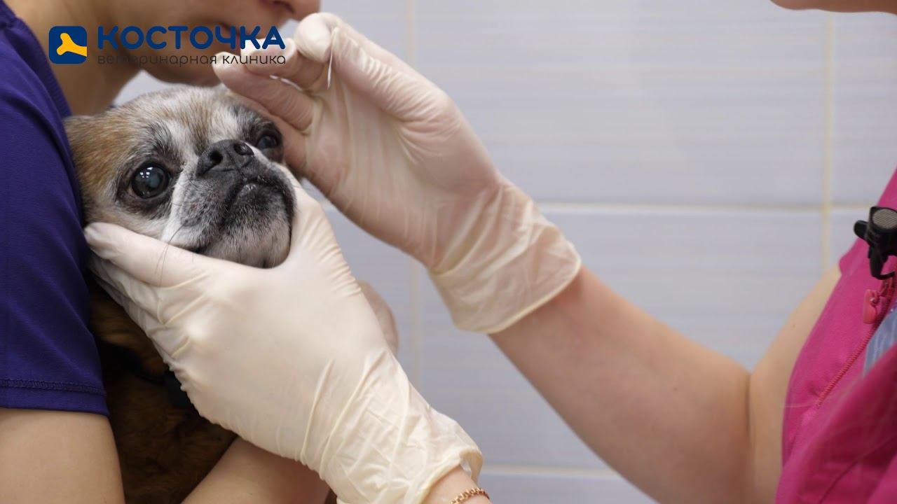 Как работает ветеринар-офтальмолог. Тест Ширмера для кошек и собак. смотреть онлайн