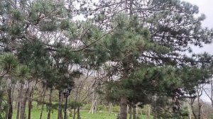 Ветрено в Пятигорске.