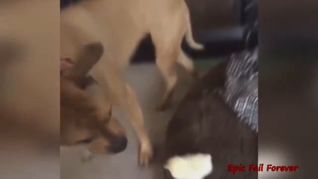 Best Fails Лучшие Приколы #36 Fail Compilation August 2015 смотреть онлайн