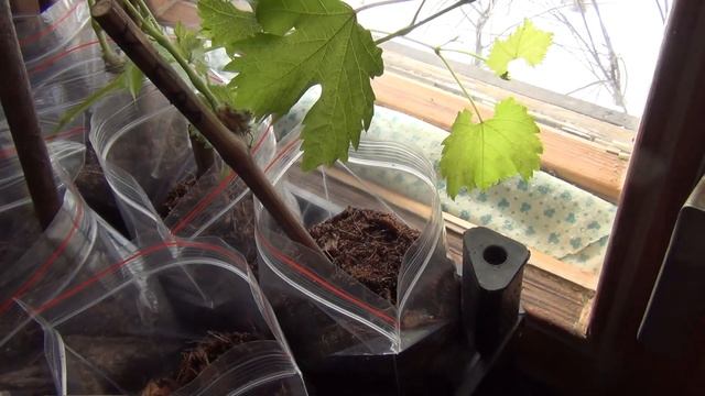 САЖЕНЦЫ ВИНОГРАДА НА ОКНАХ или ГДЕ ИМ ЛУЧШЕ? смотреть онлайн