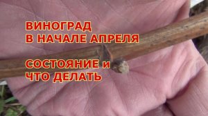ВИНОГРАД В НАЧАЛЕ АПРЕЛЯ. СОСТОЯНИЕ и ЧТО ДЕЛАТЬ