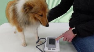 08A Vet Blood Pressure Monitor Demonstration