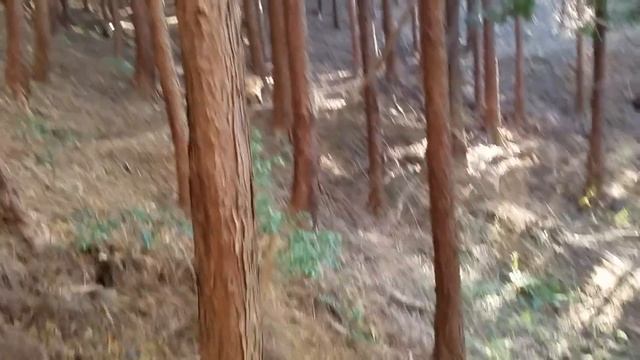 光射す森で遊ぶゴールデンレトリバー смотреть онлайн