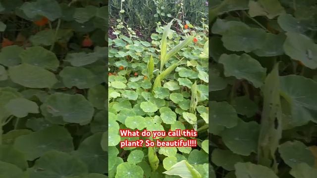 Is this plant Pennywort??? #planthunting #roundedleaf #Nature #pennywort #waterplants #hojaredonda смотреть онлайн