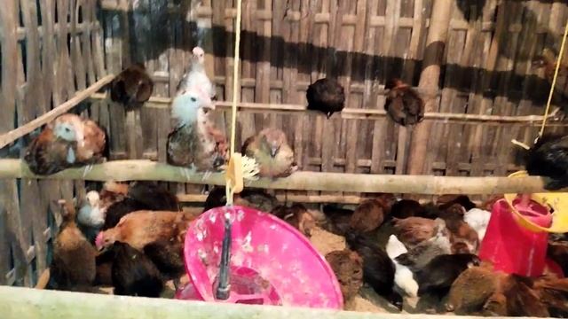 Day 30 sonali murgi weight measurement/30 din me Kitna weight lia/local murgi sonali murgi farming смотреть онлайн