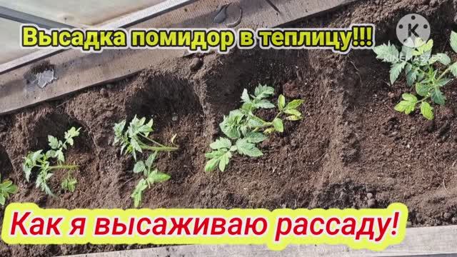 Высадка помидор в теплицу!!! Как я высаживаю рассаду!