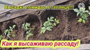 Высадка помидор в теплицу!!! Как я высаживаю рассаду!