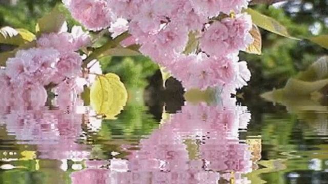 Птица, сл. В. Шентала, муз. и исп. Е. Чичерина смотреть онлайн