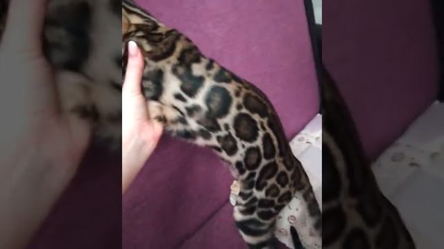 Бенгальские котята, продажа СПб. Доставка по всему миру. смотреть онлайн