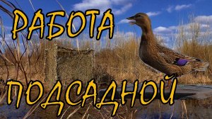 Постройка скрадка / Вызаривание уток / Работа подсадной утки