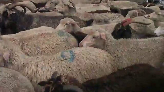 пробка по дороге в Архыз смотреть онлайн