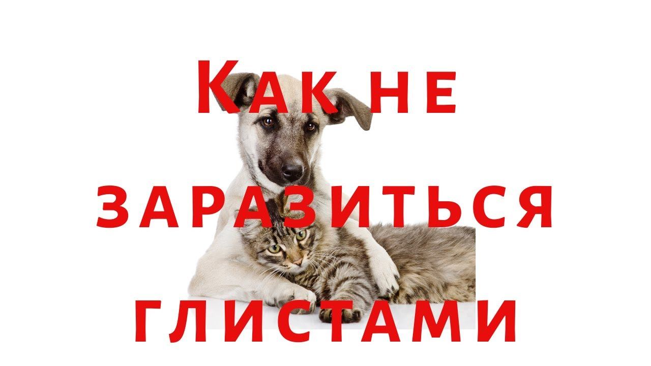 Можно ли заразиться глистами от кошки или собаки? смотреть онлайн