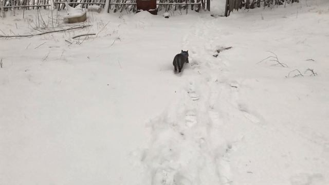 Кошка Буся напросилась гулять и пожалела смотреть онлайн