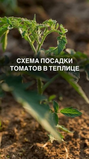 Схема посадки томатов #рассада #томат #теплица #томаты #томатывтеплице