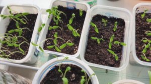 Праздничный день в деревне.