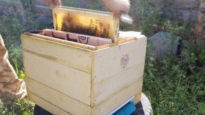 ПРОСТЕШИЙ способ КАК СДЕЛАТЬ ОТВОДОК и подсадить плодную матку