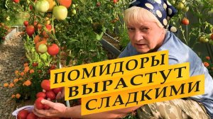 Чтобы помидоры были сладкими.