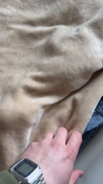 Лысый кот мёрзнет и постоянно прячется под одеялом #котамур #коты #сфинксы смотреть онлайн