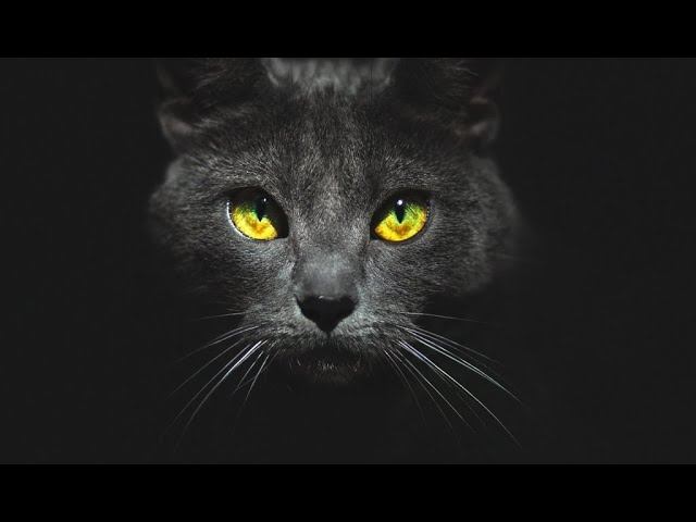 Почему у собак и кошек светятся глаза в темноте? смотреть онлайн
