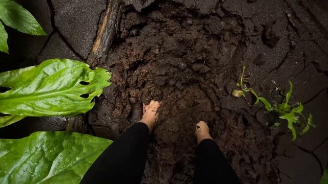 Barefoot in mud on a coastal forest walk смотреть онлайн