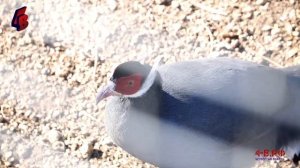 В усадьбе "Гартенталь" сразились рыцари