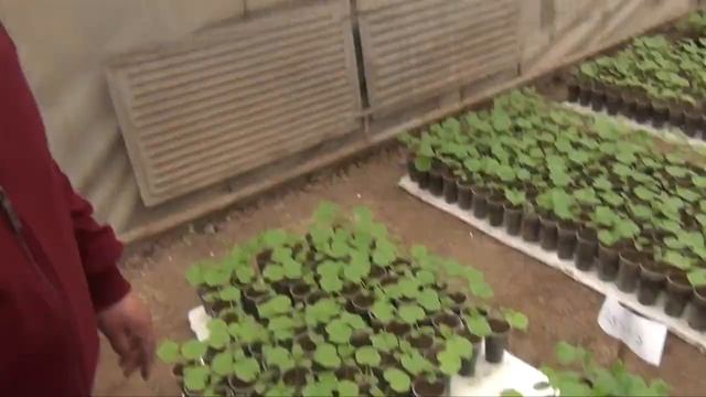 РАССАДА ОГУРЦОВ У НИГМАТА 15 - 02- 2018 смотреть онлайн