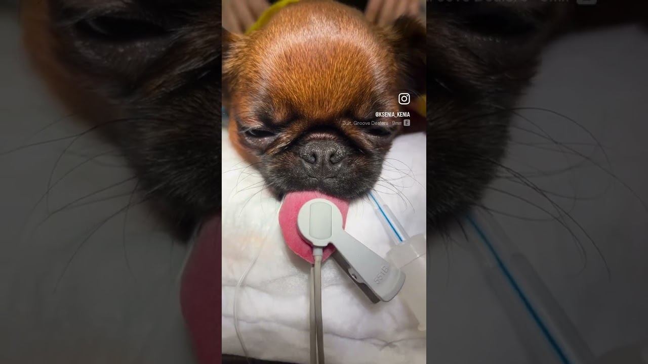 Стеноз ноздрей у собаки #ветеринар #ветклиникакосточка #ветеринарнаяклиника смотреть онлайн