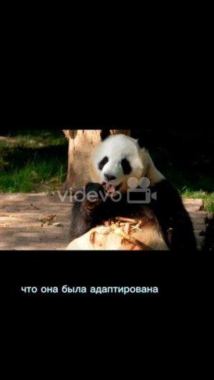 Интересные факты 🧠