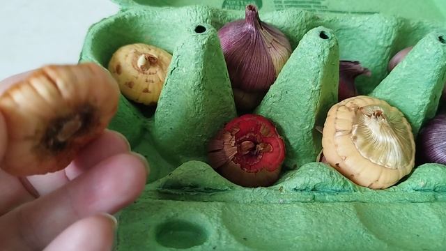 Мой способ хранения луковиц гладиолусов в холодильнике. Результатом довольна! смотреть онлайн