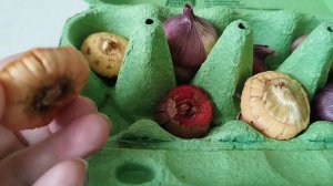 Мой способ хранения луковиц гладиолусов в холодильнике. Результатом довольна!