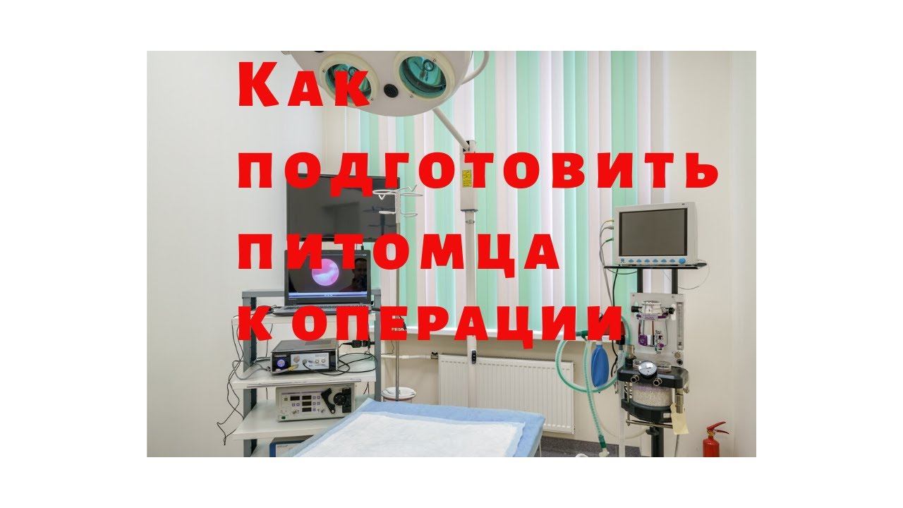 Если питомцу предстоит операция: подготовка собаки и кошки смотреть онлайн