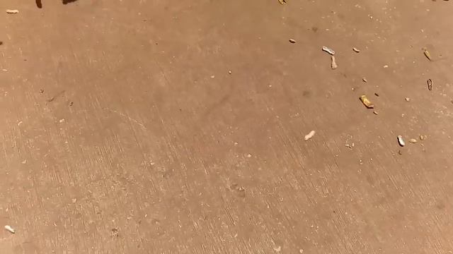 Таиланд.Тайские обезьянки.Thailand.Thai monkeys. смотреть онлайн