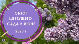 Обзор цветущего сада в июне 2023 г.